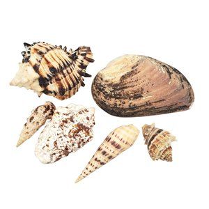 Lot Of 6 Authentic Sea Shells for Nautical Beach Home Decor, Real Ocean‎ Coastal